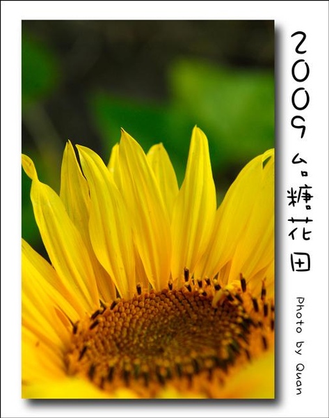 2009台糖花田0043.jpg 2009台糖花田0043.jpg