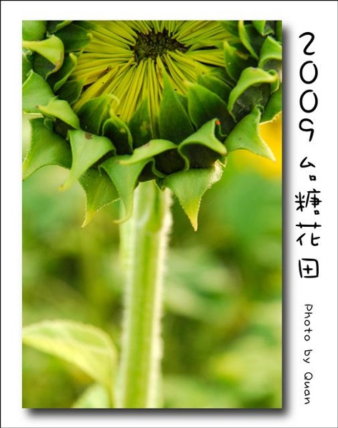 2009台糖花田0048.jpg 2009台糖花田0048.jpg