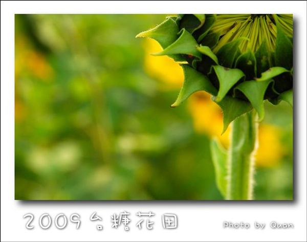 2009台糖花田0049.jpg 2009台糖花田0049.jpg