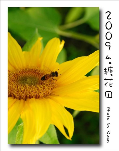 2009台糖花田0050.jpg 2009台糖花田0050.jpg