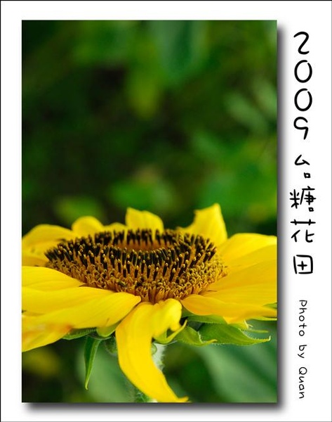 2009台糖花田0057.jpg 2009台糖花田0057.jpg