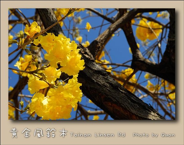 黃金風鈴木0004.jpg 黃金風鈴木0004.jpg