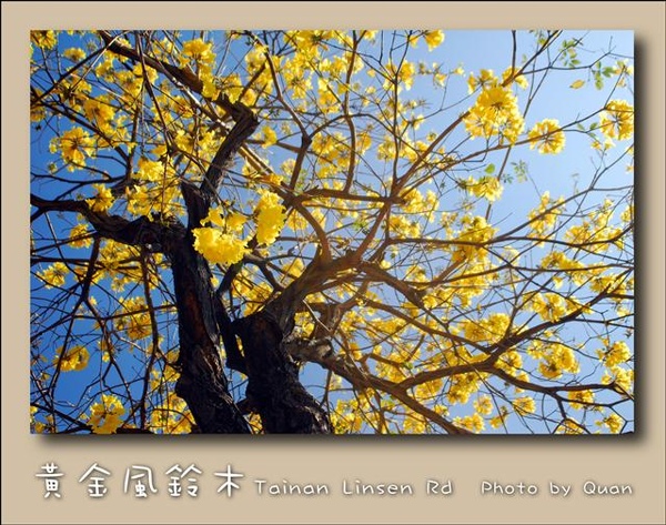 黃金風鈴木0006.jpg 黃金風鈴木0006.jpg