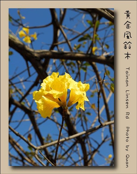 黃金風鈴木0009.jpg 黃金風鈴木0009.jpg