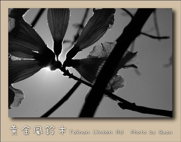 黃金風鈴木0015.jpg 黃金風鈴木0015.jpg