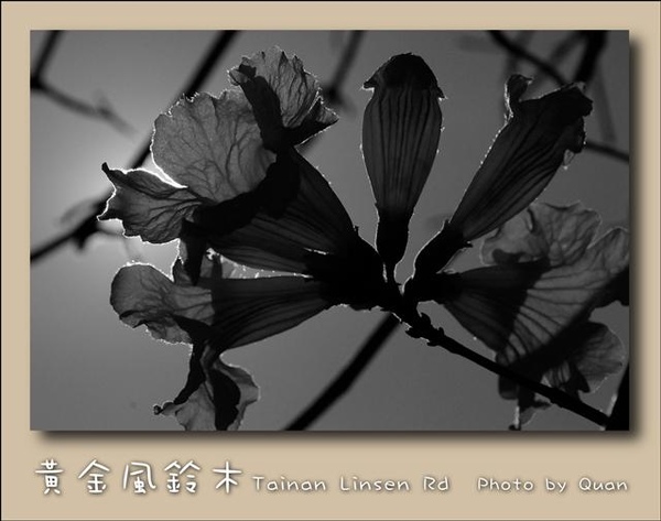 黃金風鈴木0016.jpg 黃金風鈴木0016.jpg