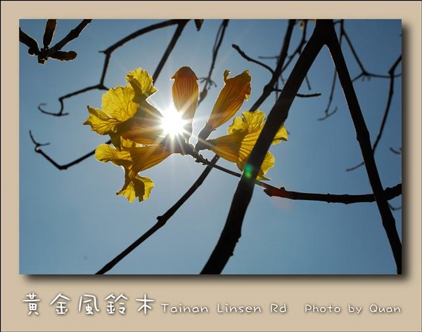 黃金風鈴木0018.jpg 黃金風鈴木0018.jpg