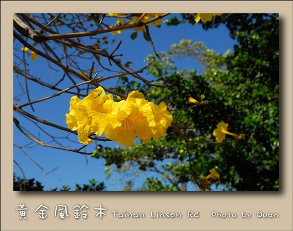黃金風鈴木0019.jpg 黃金風鈴木0019.jpg