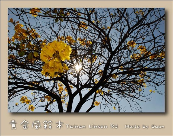 黃金風鈴木0020.jpg 黃金風鈴木0020.jpg