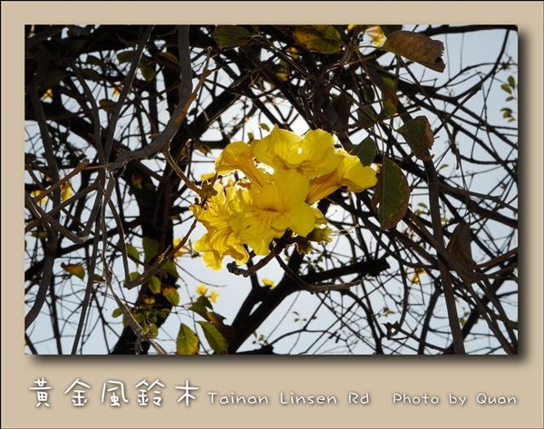 黃金風鈴木0022.jpg 黃金風鈴木0022.jpg