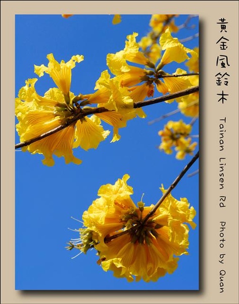 黃金風鈴木0025.jpg 黃金風鈴木0025.jpg