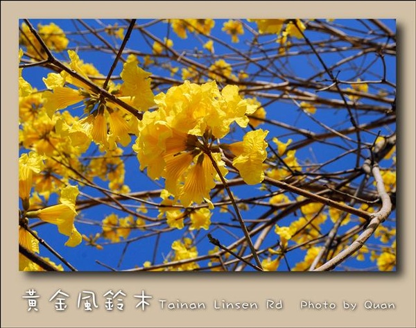 黃金風鈴木0026.jpg 黃金風鈴木0026.jpg