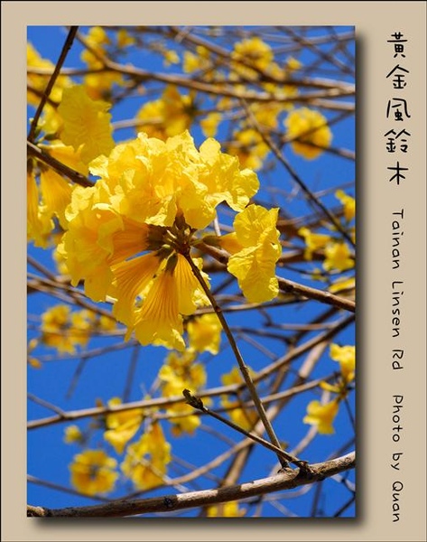 黃金風鈴木0027.jpg 黃金風鈴木0027.jpg