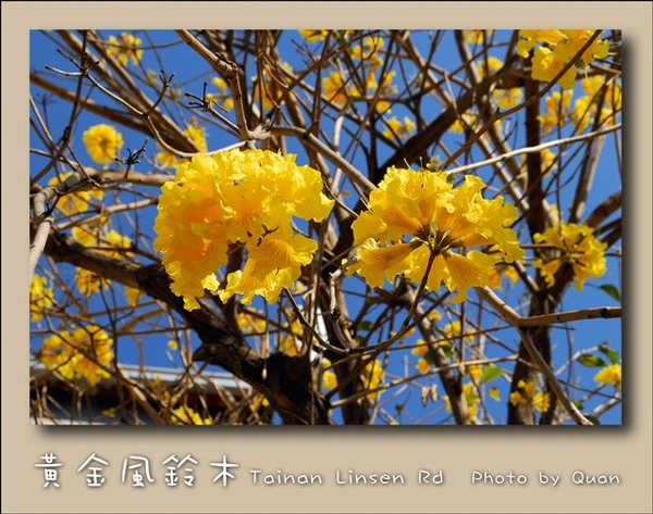 黃金風鈴木0029.jpg 黃金風鈴木0029.jpg