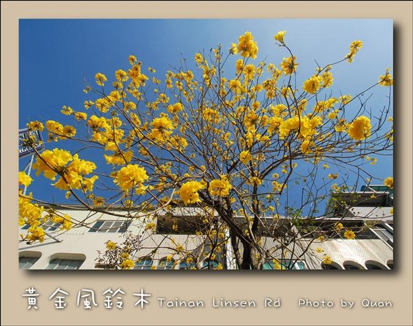 黃金風鈴木0030.jpg 黃金風鈴木0030.jpg