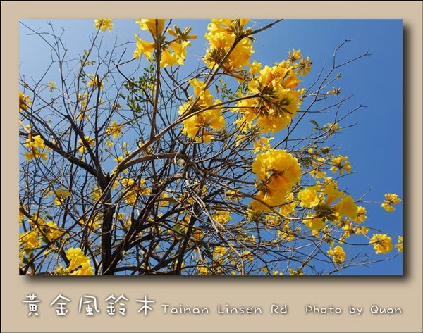 黃金風鈴木0032.jpg 黃金風鈴木0032.jpg