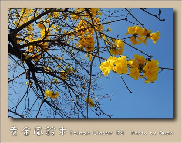 黃金風鈴木0033.jpg 黃金風鈴木0033.jpg