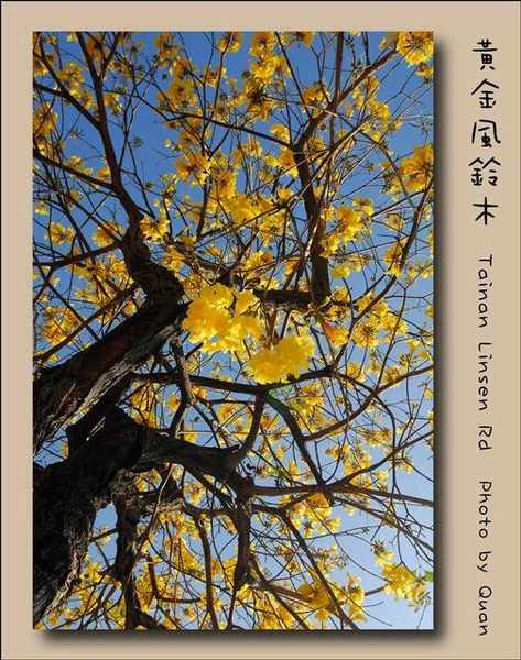 黃金風鈴木0037.jpg 黃金風鈴木0037.jpg
