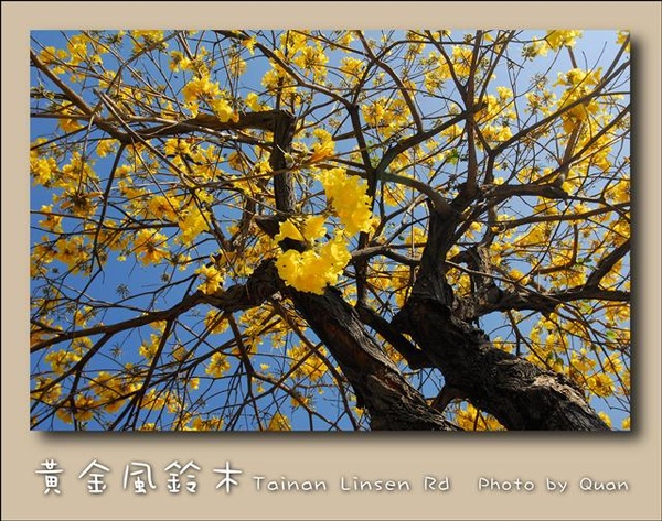 黃金風鈴木0038.jpg 黃金風鈴木0038.jpg
