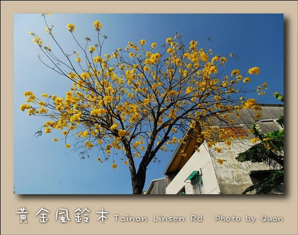黃金風鈴木0039.jpg 黃金風鈴木0039.jpg