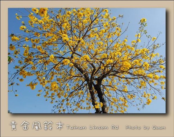 黃金風鈴木0040.jpg 黃金風鈴木0040.jpg
