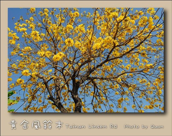 黃金風鈴木0041.jpg 黃金風鈴木0041.jpg