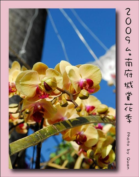 2009台南府城賞花季0002.jpg 2009台南府城賞花季0002.jpg