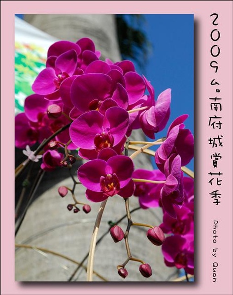 2009台南府城賞花季0003.jpg 2009台南府城賞花季0003.jpg