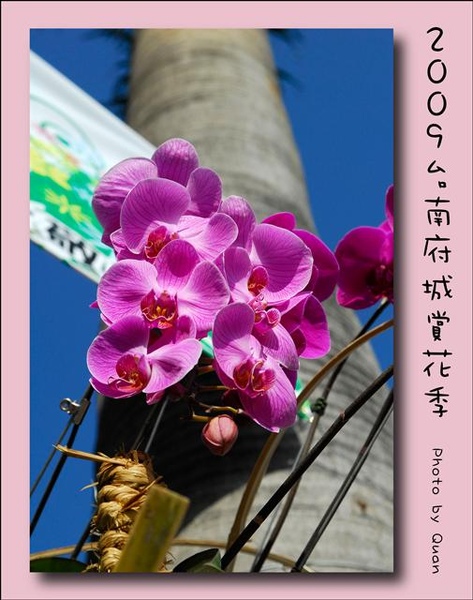 2009台南府城賞花季0004.jpg 2009台南府城賞花季0004.jpg