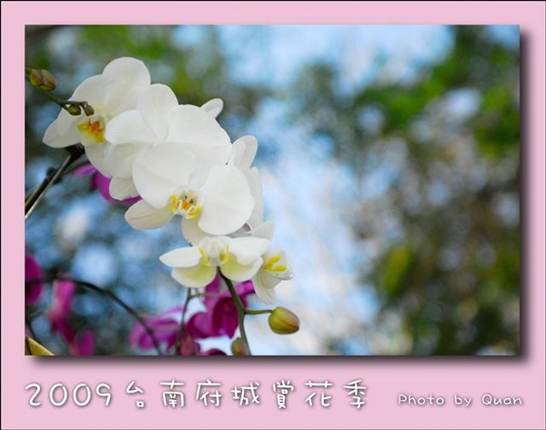 2009台南府城賞花季0008.jpg 2009台南府城賞花季0008.jpg