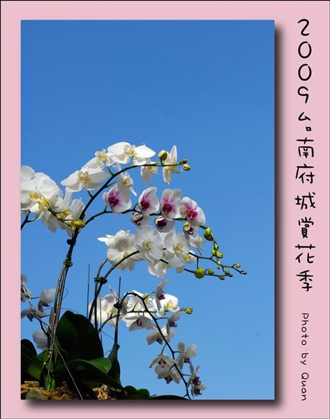 2009台南府城賞花季0014.jpg 2009台南府城賞花季0014.jpg