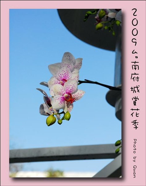 2009台南府城賞花季0016.jpg 2009台南府城賞花季0016.jpg