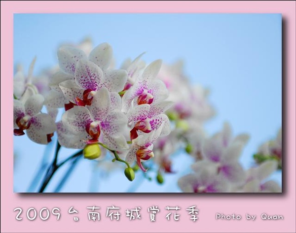 2009台南府城賞花季0019.jpg 2009台南府城賞花季0019.jpg