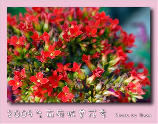 2009台南府城賞花季0022.jpg 2009台南府城賞花季0022.jpg