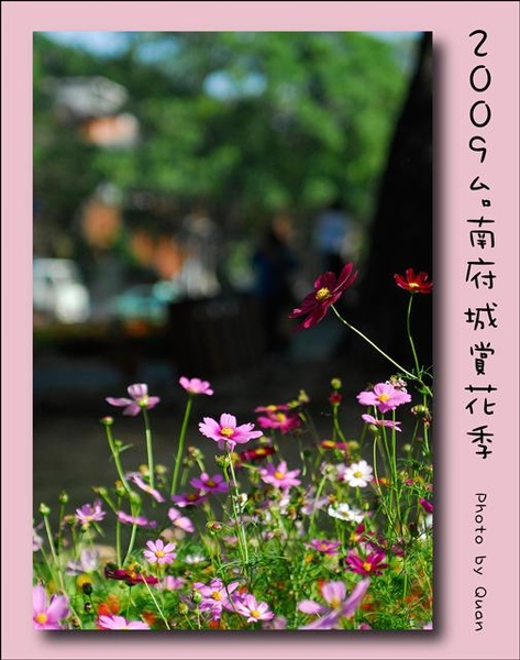 2009台南府城賞花季0027.jpg 2009台南府城賞花季0027.jpg