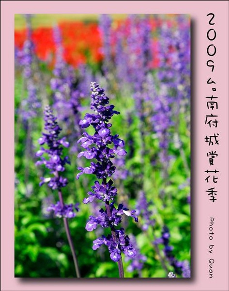 2009台南府城賞花季0029.jpg 2009台南府城賞花季0029.jpg
