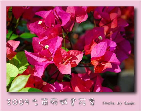 2009台南府城賞花季0034.jpg 2009台南府城賞花季0034.jpg