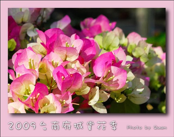 2009台南府城賞花季0036.jpg 2009台南府城賞花季0036.jpg
