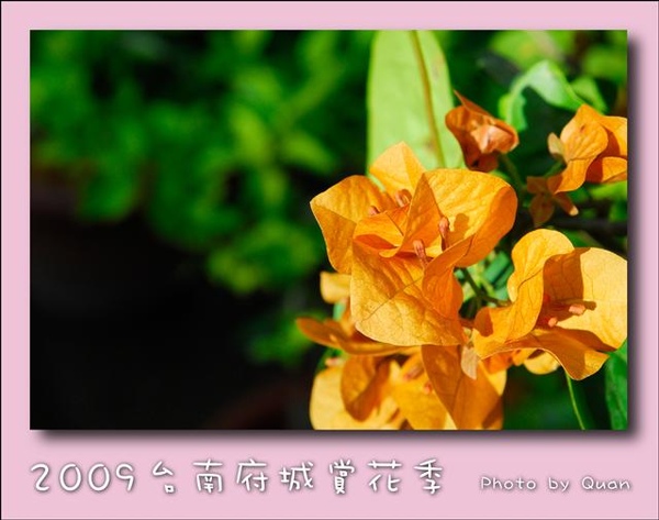 2009台南府城賞花季0040.jpg 2009台南府城賞花季0040.jpg