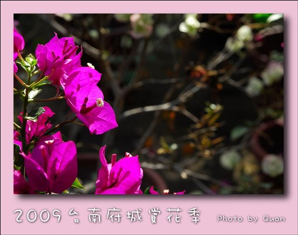 2009台南府城賞花季0043.jpg 2009台南府城賞花季0043.jpg