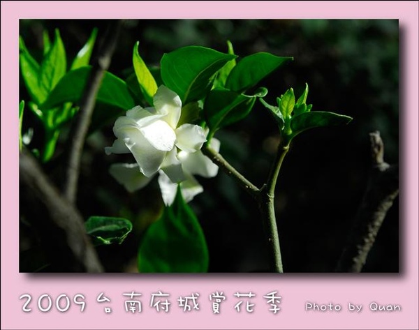 2009台南府城賞花季0047.jpg 2009台南府城賞花季0047.jpg
