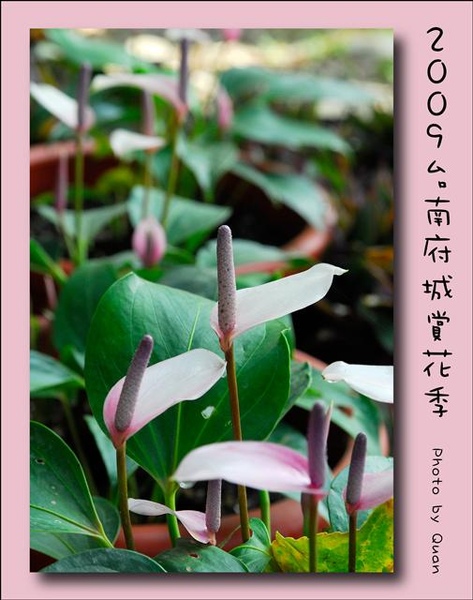 2009台南府城賞花季0048.jpg 2009台南府城賞花季0048.jpg