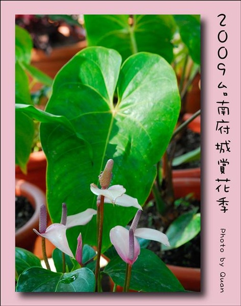 2009台南府城賞花季0049.jpg 2009台南府城賞花季0049.jpg