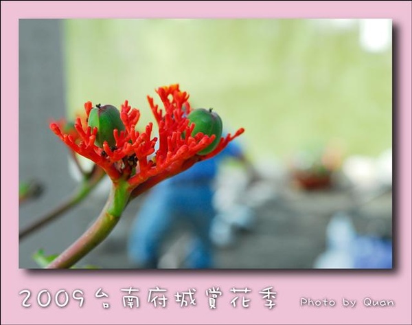 2009台南府城賞花季0050.jpg 2009台南府城賞花季0050.jpg