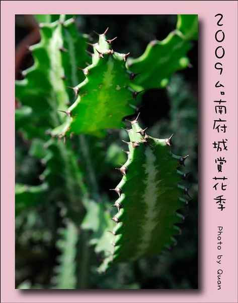 2009台南府城賞花季0053.jpg 2009台南府城賞花季0053.jpg