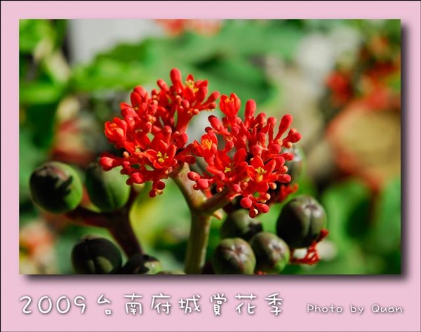 2009台南府城賞花季0055.jpg 2009台南府城賞花季0055.jpg