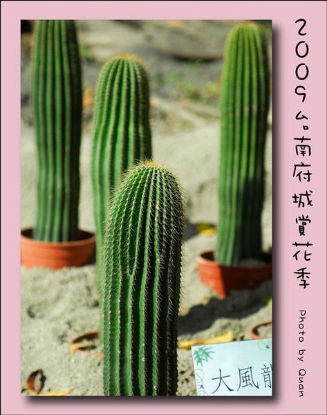 2009台南府城賞花季0056.jpg 2009台南府城賞花季0056.jpg
