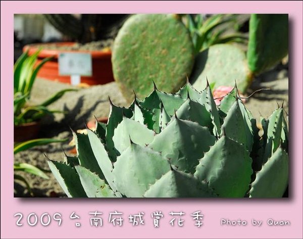 2009台南府城賞花季0057.jpg 2009台南府城賞花季0057.jpg