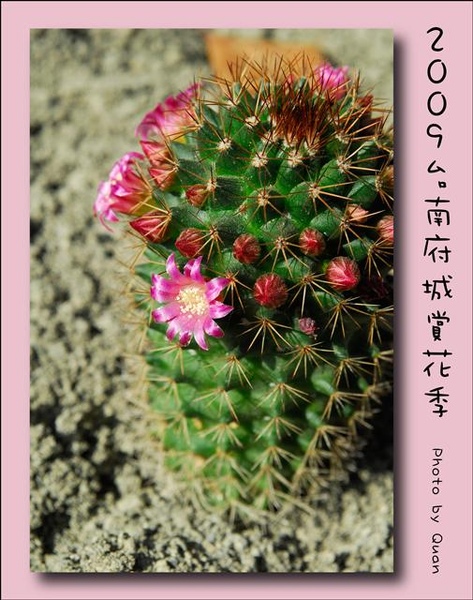 2009台南府城賞花季0058.jpg 2009台南府城賞花季0058.jpg