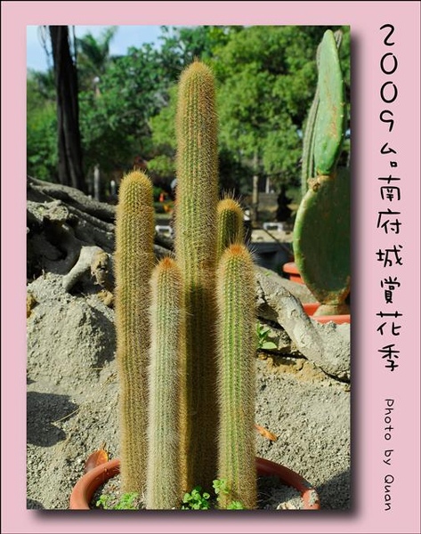 2009台南府城賞花季0060.jpg 2009台南府城賞花季0060.jpg